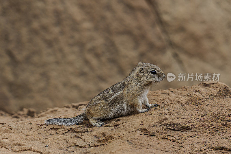 白尾羚羊松鼠(ammospermoophilus leucurus)是一种昼动的地松鼠，发现于美国西南部和墨西哥北部的干旱地区。国会礁国家公园，犹他州。科罗拉多高原。犹他州。